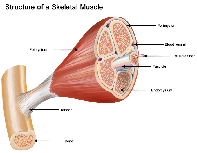 Structure of a skeletal muscle