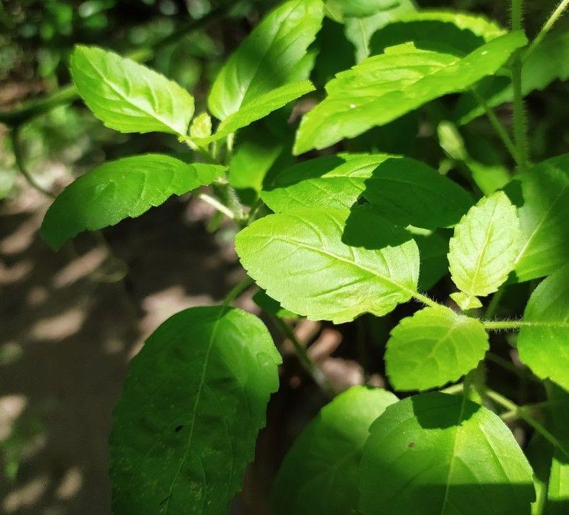 Tulsi Herb for  Immunity - Fast&Up