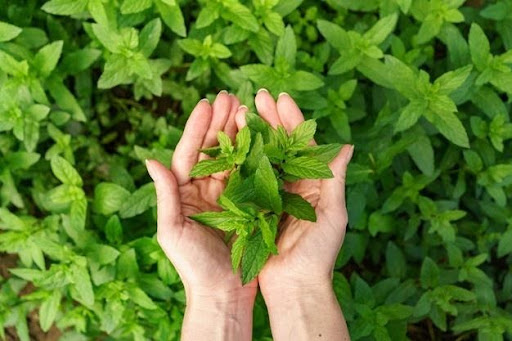 ashwagandha Herbs