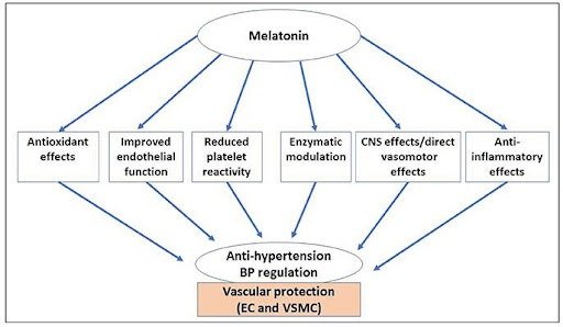 Melatonin affect Blood Pressure