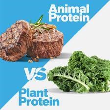 Animal Vs Plant Protein